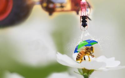 Biene auf Blüte