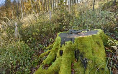 Natura 2000 Naturwald Fällung im Yspertal