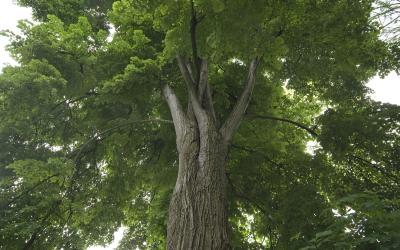 Naturdenkmal Baum