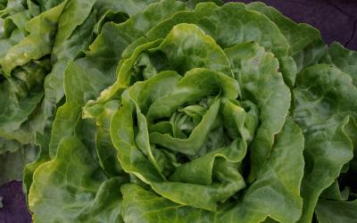 Salat