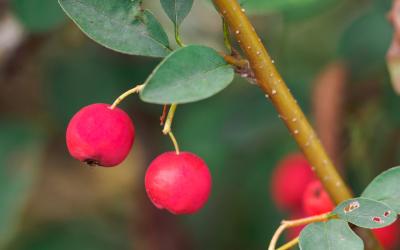 Früchte der Cotoneaster/Zwergmispel