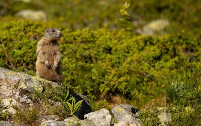 Murmeltier im Platzertal