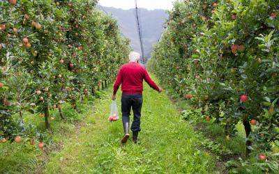 Mann geht durch Apfelplantage