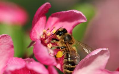 Biene sitzt auf roser Blüte.
