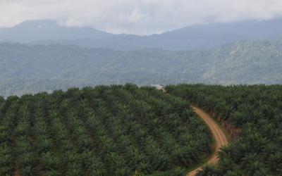 Palmöl-Plantage in Indonesien