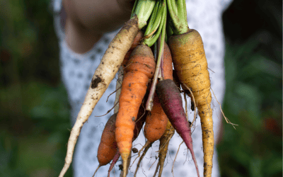 Kleinkind hält frische Karotten mit Grün in die Kamera. Die Karotten sind teilweise noch mit Erde bedeckt. Das Kind ist im Hintergrund verschwommen.