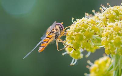Schwebfliege sitzt auf einer Liebstöckel-Blüte