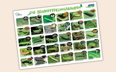 Raupenplakat als Vorschaubild