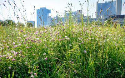Blumenwiese vor einer Stadt