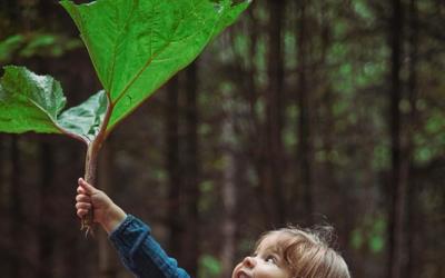 Kleinkind steht im Wald und hält ein großes Blatt in die Luft