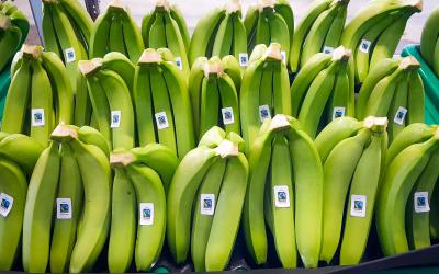 Bananen bereit für den Export