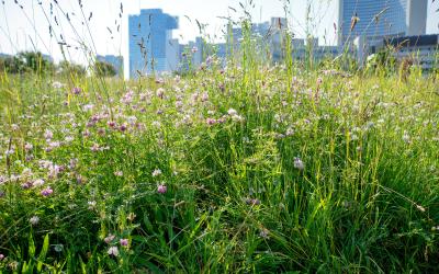 Blumenwiese vor der Wiener Donaucity.