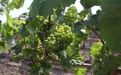 Weintrauben an einer Weinrebe