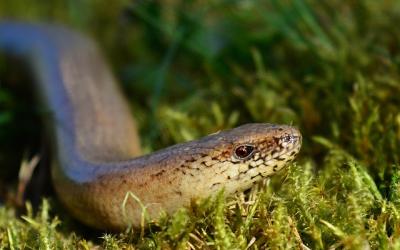 Blindschleiche im Gras Nahaufnahme