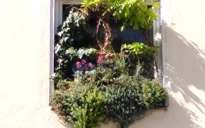 Fenster in dem vielfältige Pflanzen wuchern