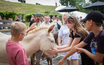 Kinder streicheln Esel