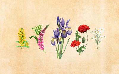 Fünf handgemalte, heimische Wildblumen, die in ihren leuchtenden Aquarellfarben wunderschön anzusehen sind.