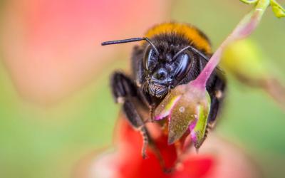 Biene sitzt auf Blüte - Aufruf zum Naturschutz