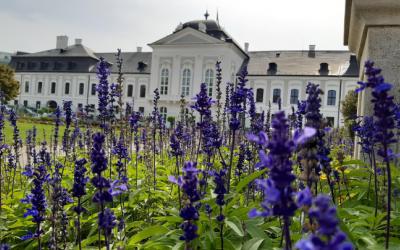 Blühender Lavendel vor historischem Gebäude in Bratislava