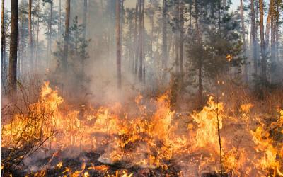 Waldbrand mit Flammen und Rauch zwischen hohen Bäumen