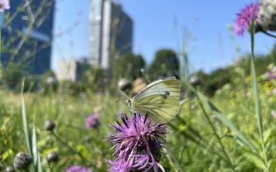 Urbane Biodiversität: Weißer Schmetterling sitzt auf lila Blüte in einer Wiese mit unscharfem Stadtgebäude im Hintergrund
