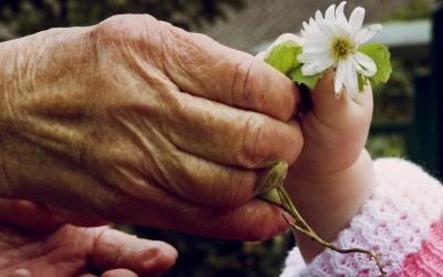 Nahaufnahme einer älteren Hand, die eine kleine weiße Blume an den Fuß eines Babys hält