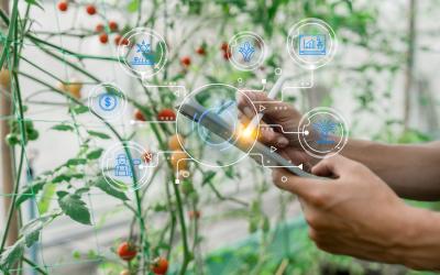 Hände halten ein Smartphone vor Tomatenpflanzen mit eingeblendeten Symbolen für Smart Farming und Landwirtschaft