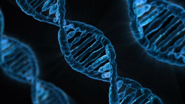 DNA Chromosome