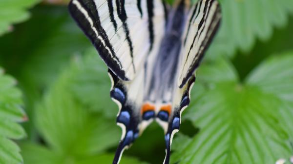 schwarz-weißer Schmetterling auf grünen Blättern
