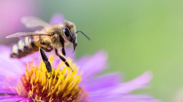 Biene auf Blume