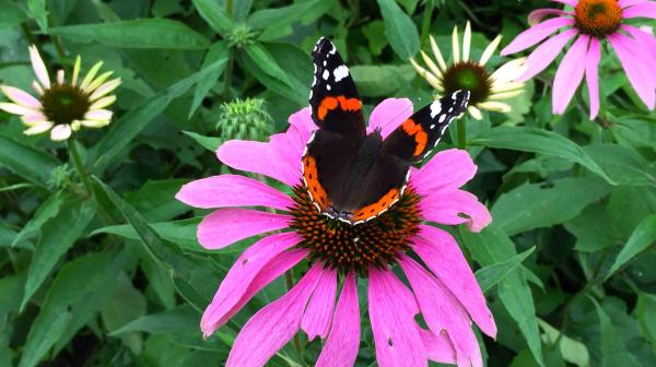Admiralfalter gesehen in St.Johann in Tirol von Ingrid Tschugg 