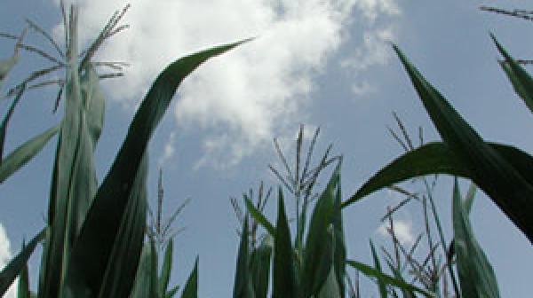 Mais mit Himmel und Wolken