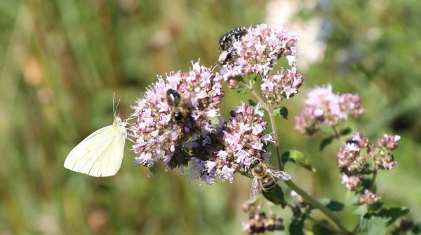 Garten von Erna Grabner