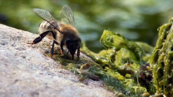 Biene (c) Jens Roth / pixelio.de