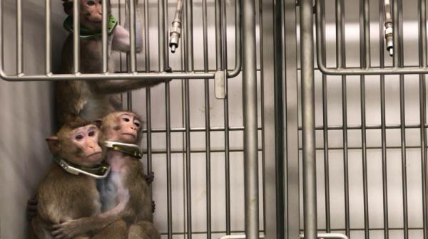 Affen im Käfig (c) SOKO Tierschutz / Cruelty Free International