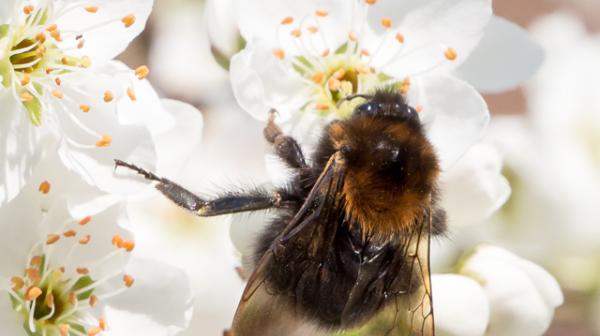 Baumhummel auf Apfelbaumblüte