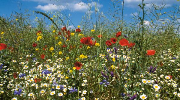 Blumenwiese