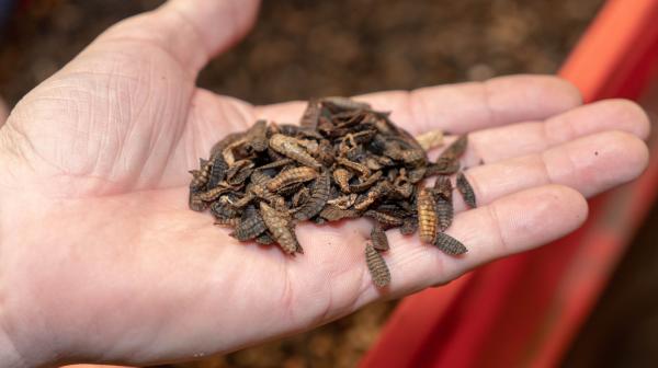 Larven als Tierfutter