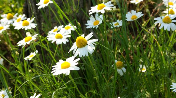 Gänseblümchen im Gras