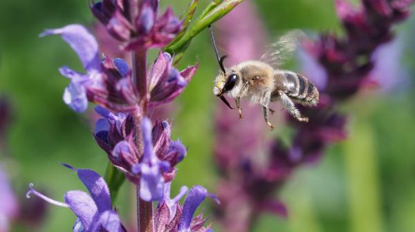 Biene im Hausgarten