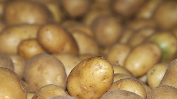 Kartoffeln richtig lagern Kartoffeln richtig lagern