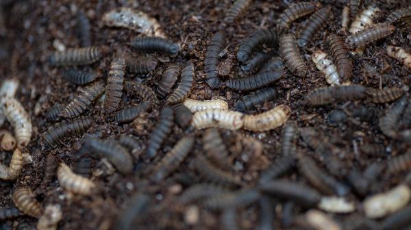 Schwarze Soldatenfliegen-Larven Schwarze Soldatenfliegen-Larven