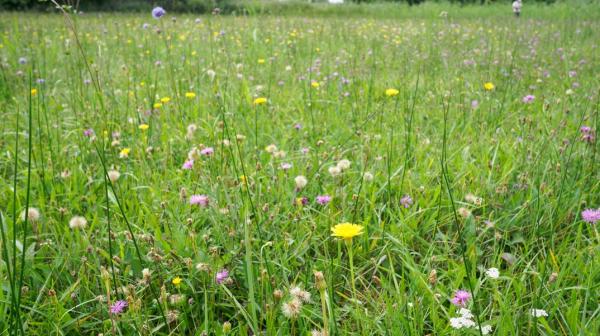 Grüne Blumenwiese
