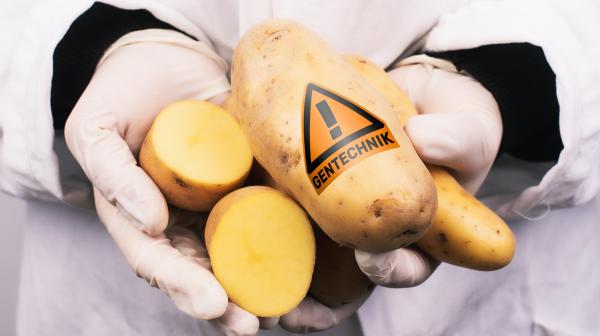Pickerl drauf! Kartoffel mit Gentechnik-Pickerl