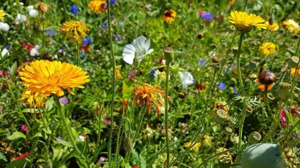 Blumenwiese