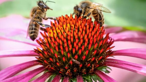 Honigbienen auf Sonnenhut