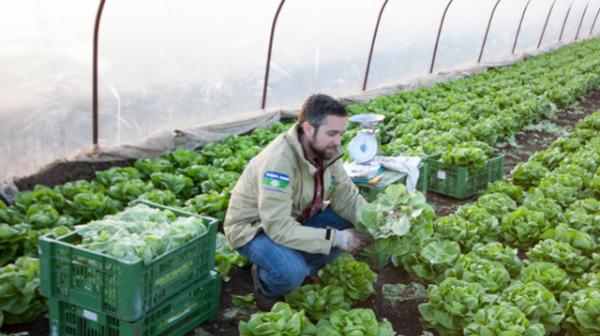 Pestizidreduktionsprogramm_Salat