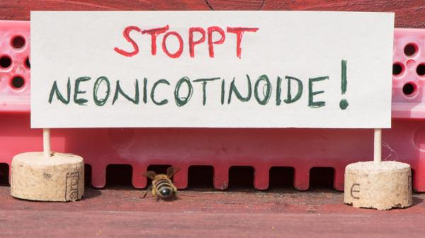 Neonic sind Bienenkiller