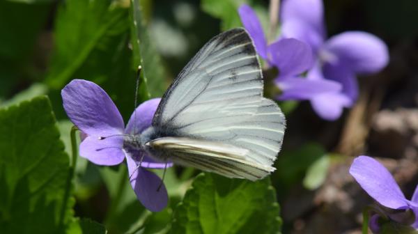 Eröffnung Nationalpark Garten