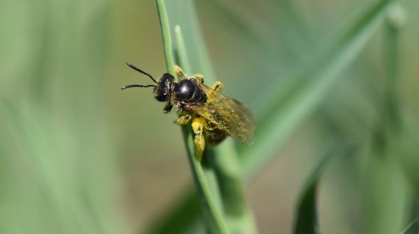 Anfechtung der Notfallzulassung von Neonicotinoiden landet vor Gericht